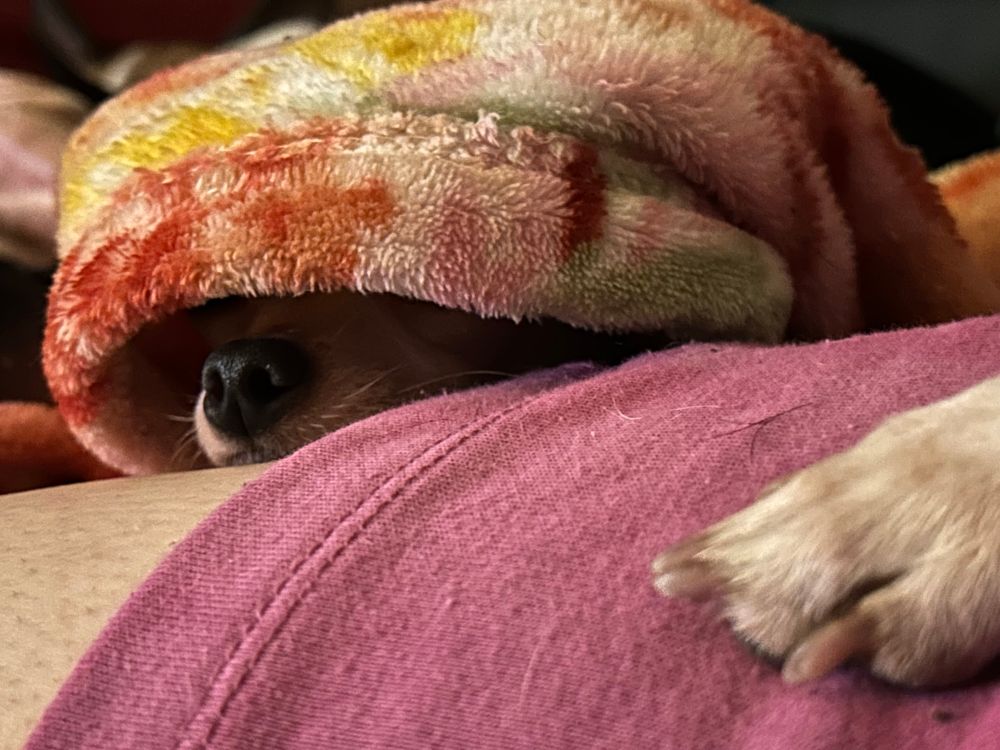 A small button like chihuahua nose poking out from under a throw. 