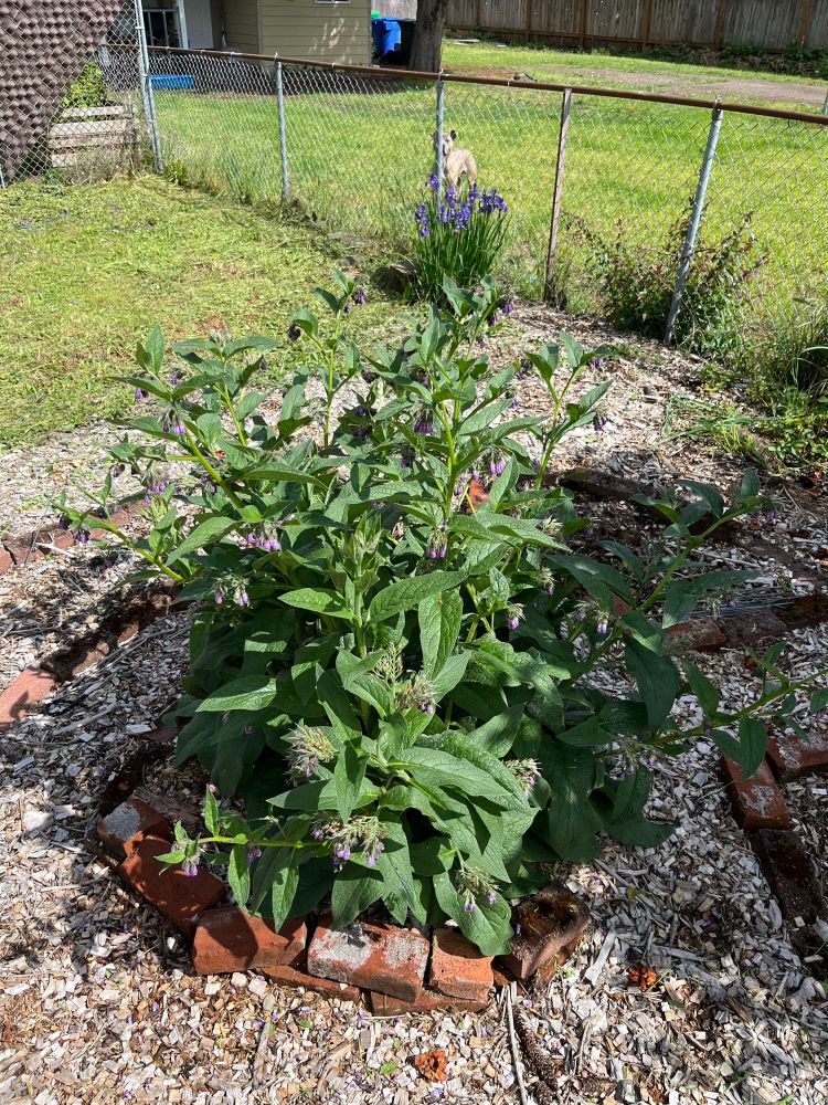 A flowering comfrey plant with a dog in the background
