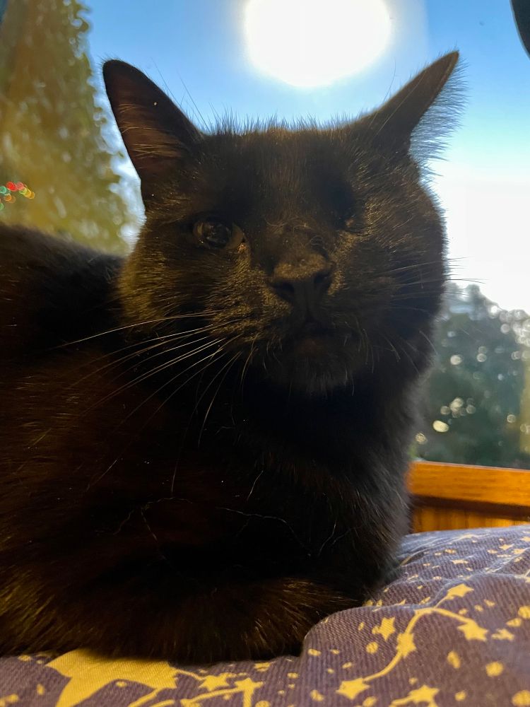 A one eyed black cat with velvety fur doesn’t approve of Quinta feeling awful