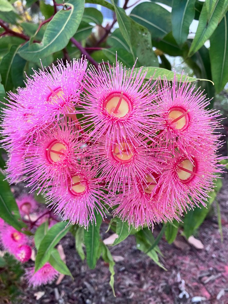 Stunning pink eucalyptus flowers with custard yellow centres