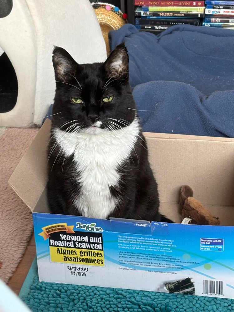 A serious cat sitting in a cardboard box