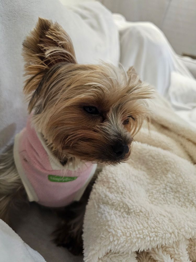 Yorkie ready to go to bed
