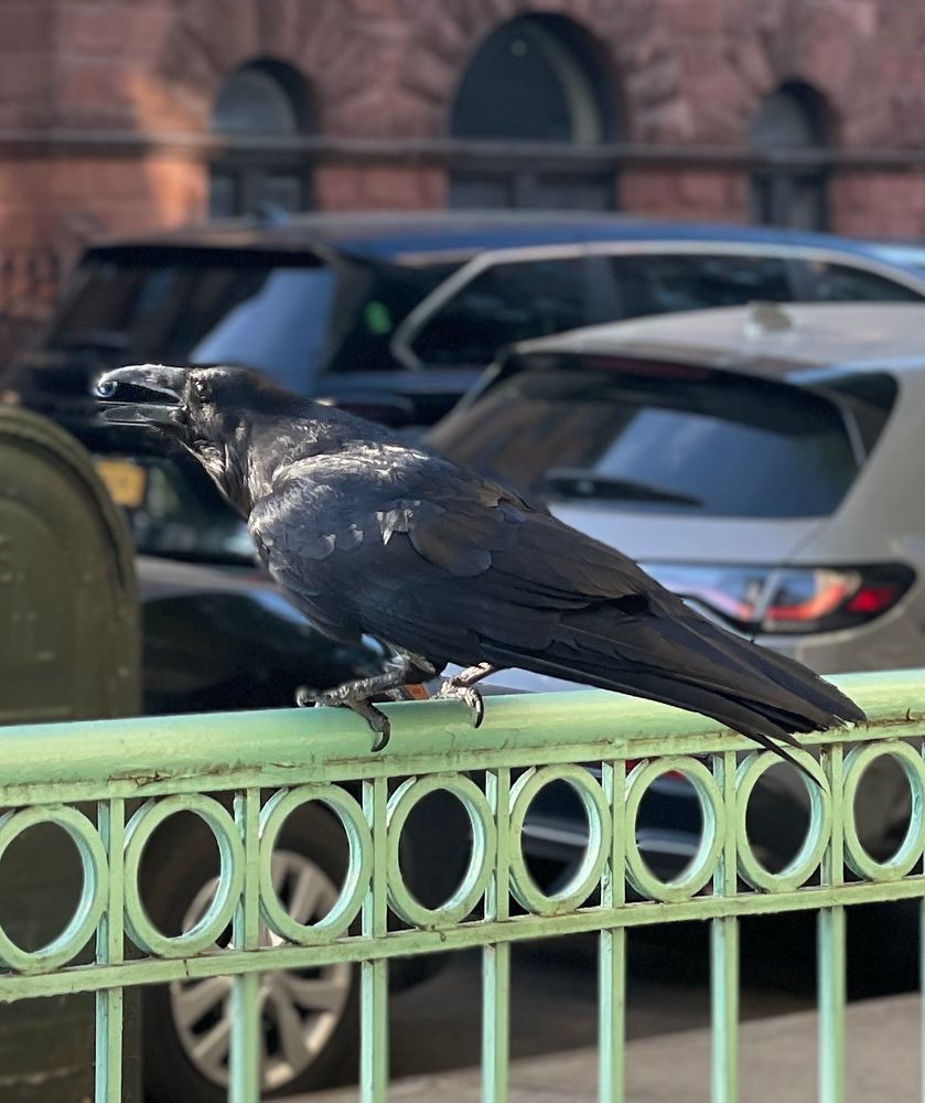 Common Raven on Morningside Ave. 
