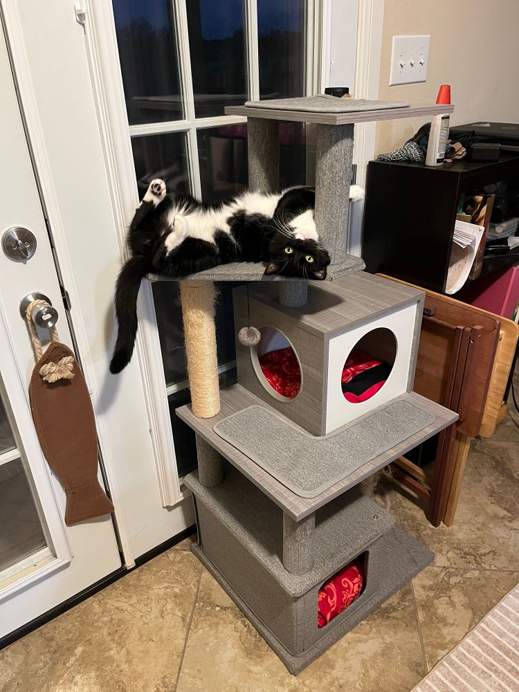 A tuxedo cat lying on his back on a cat tower.