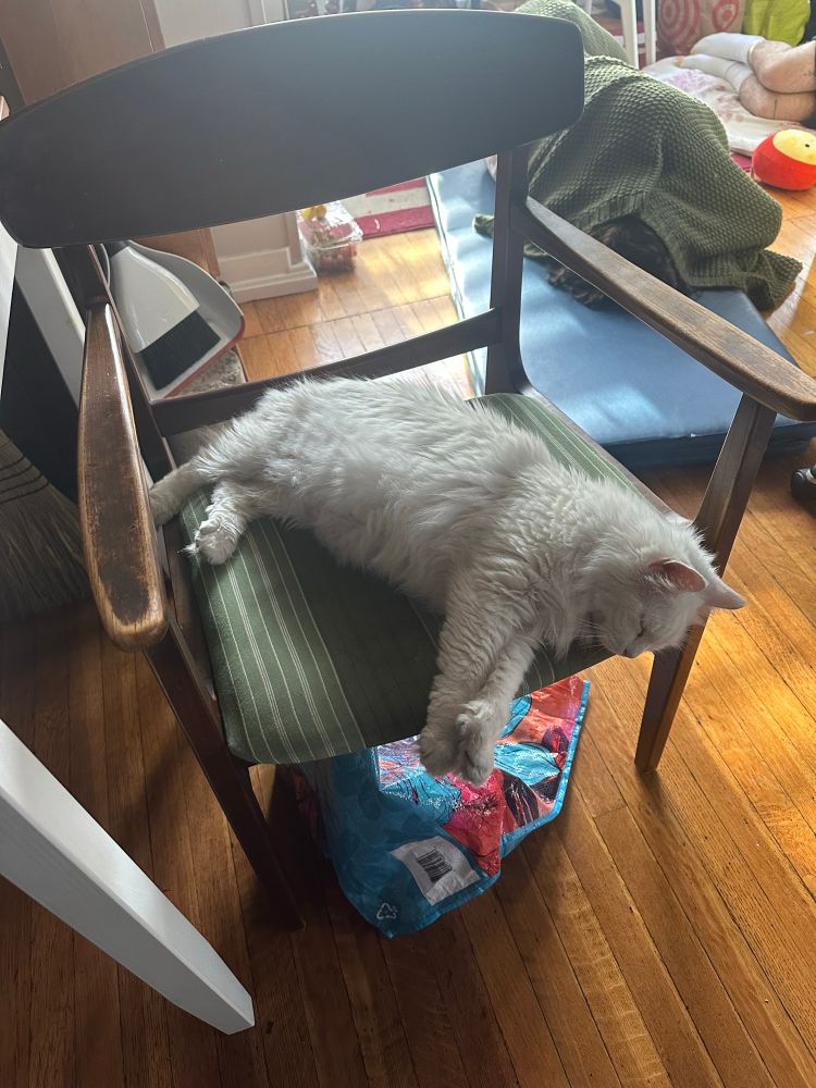 Sleepy cat