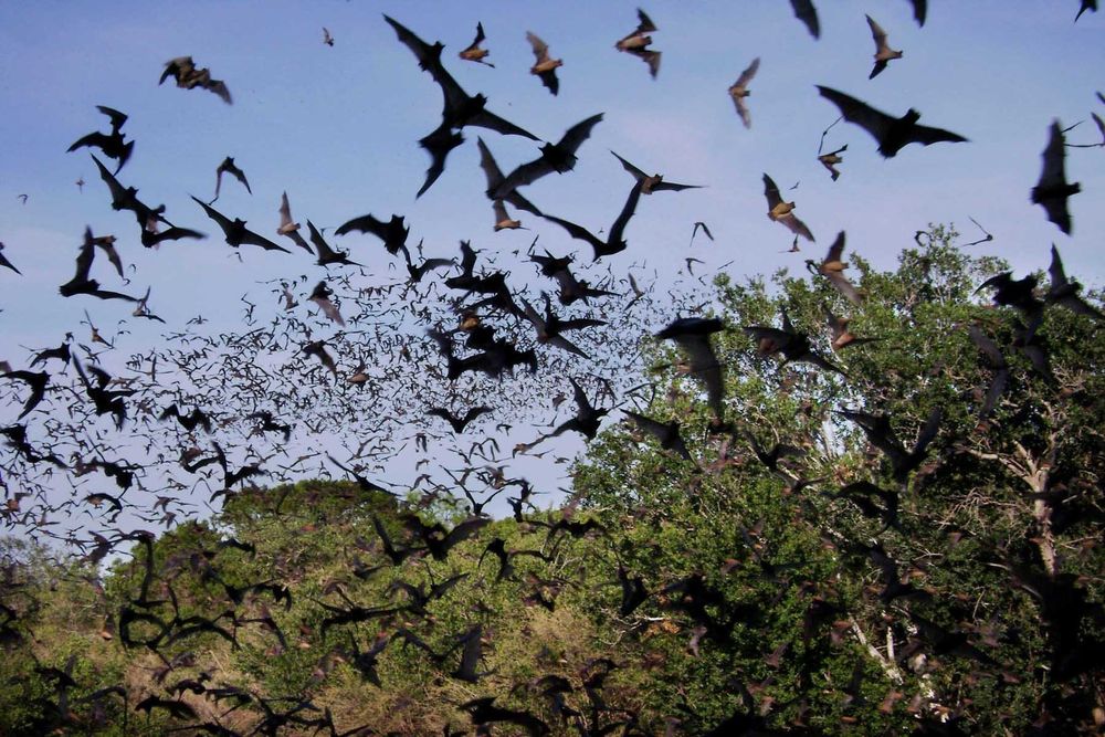 swarm of bats