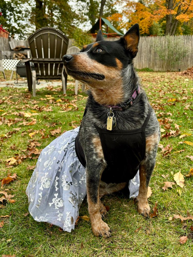 A Blue Heeler wearing a fancy dress, sitting in a backyard