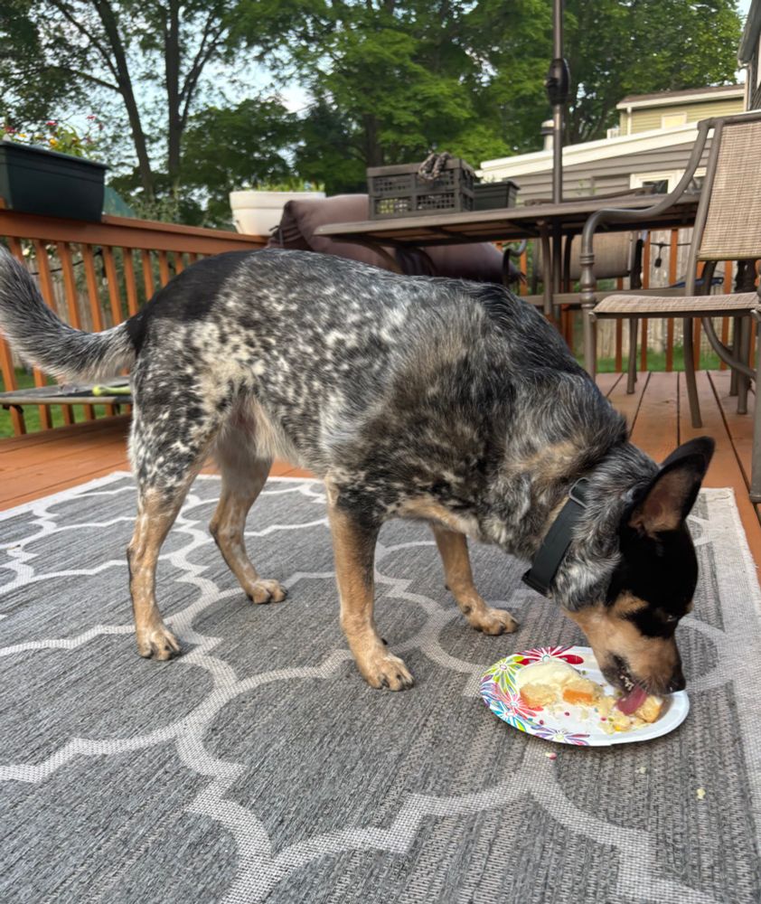 A Blue Heeler enjoying a plate of cake and ice cream on his birthday