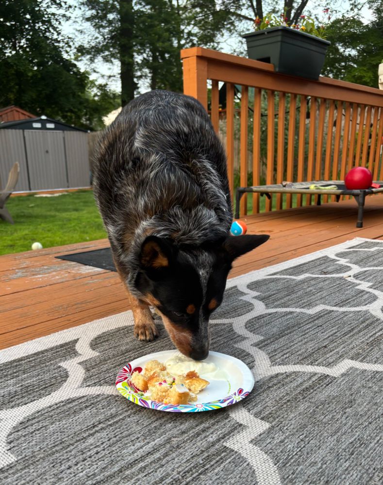 A Blue Heeler enjoying a plate of cake and ice cream on her birthday