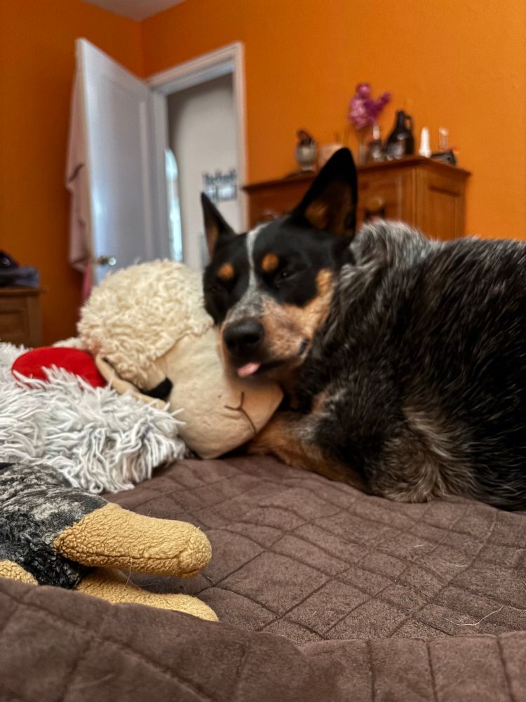 A sleeping Blue Heeler doing a mini blep, using her stuffie Lambchop as a pillow
