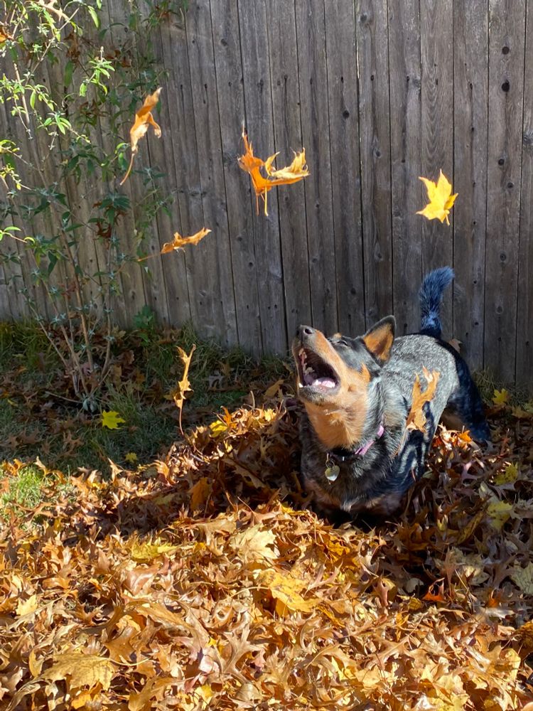 A Blue Heeler in a leaf pile trying to catch falling leaves in her mouth