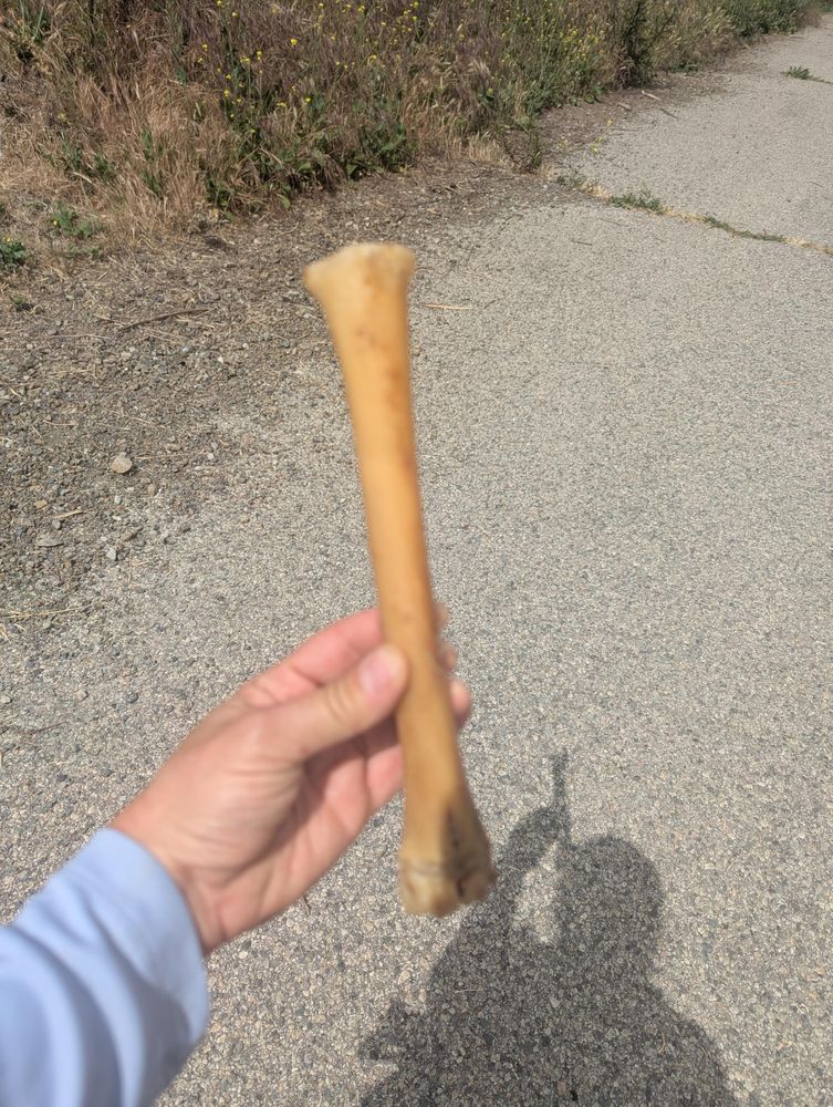 A hand holding a large bleached tibia bone