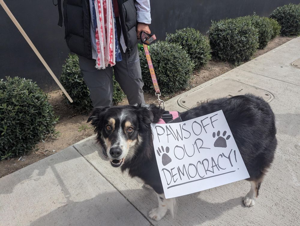 A cute black and white dog wearing a sign that says, "Paws off our democracy"