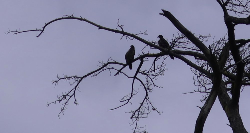 Bald eagles along the bayou in Houston, 2025