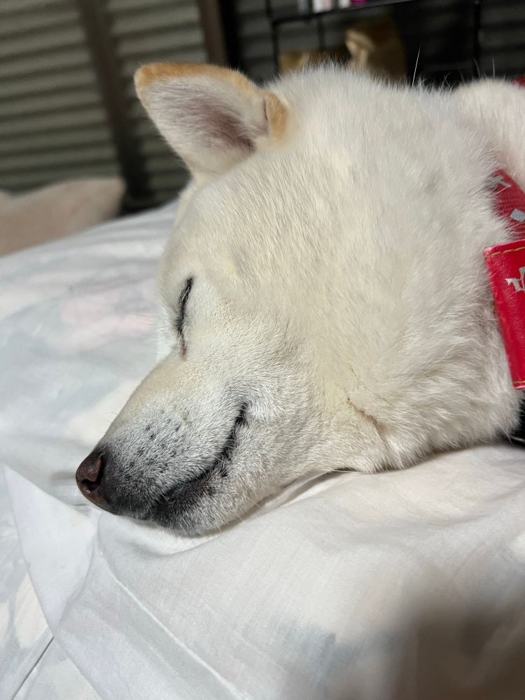 飼い主の布団の上で寝てる犬