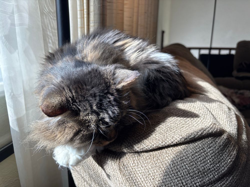 A sleeping longhaired cat on the back of a tan couch. She is next to a window and thus basking in a killer sunbeam. Sweet dreams, Malibu