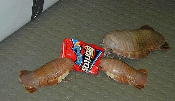 Three giant isopods surrounding a Doritos bag like the ravenous monsters they are.