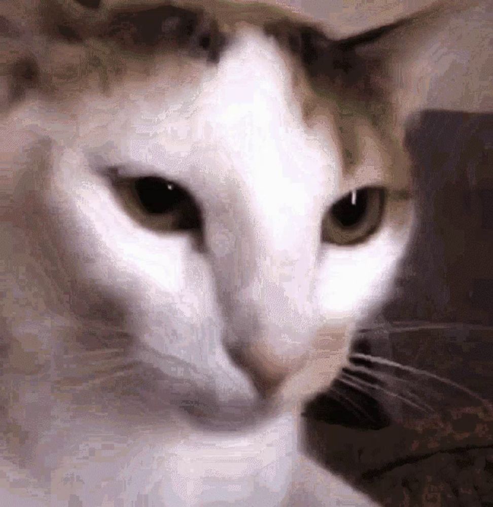 a close up of a white cat 's face with a blurred background