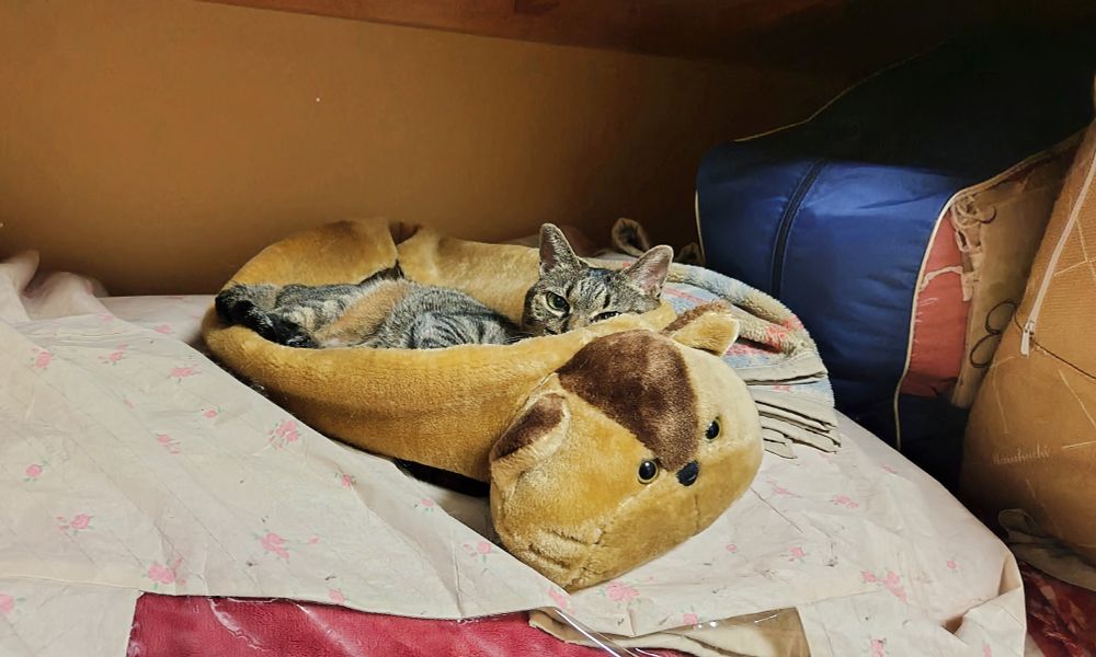 最高気温37度予想ですがエアコンが効いているのでご安心ください