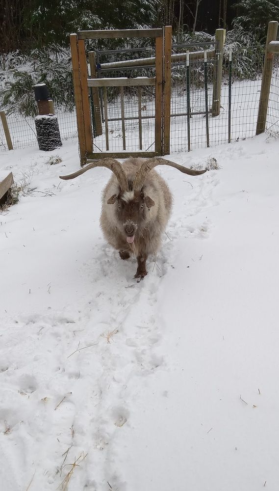 goat with thick fur and long horns walking through snow