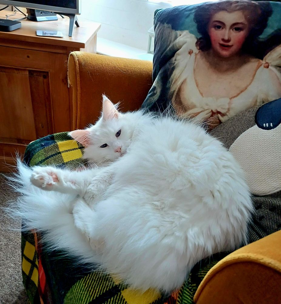 Petal is relaxing on #Caturday
#catsofbluesky #cats