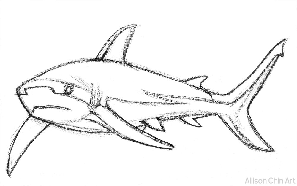 Pencil sketch of a reef shark 