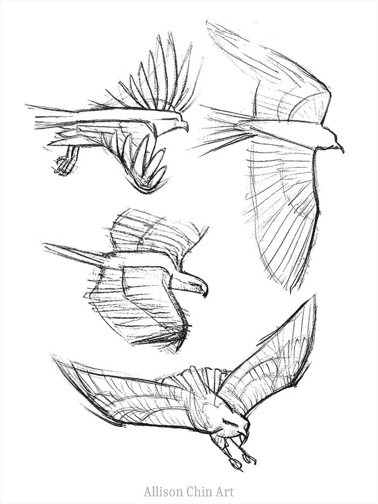 study sketches of eagles, flying in various angles