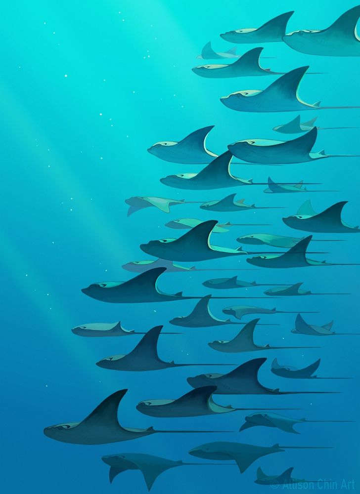 A painting of cownose rays schooling in a diagonal formation, swimming through sundays. #sciart