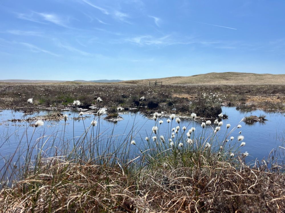 A peat bog on a sunny day with cotton flowers in the foreground, a pool reflecting the blue sky and peatlands in the distance.