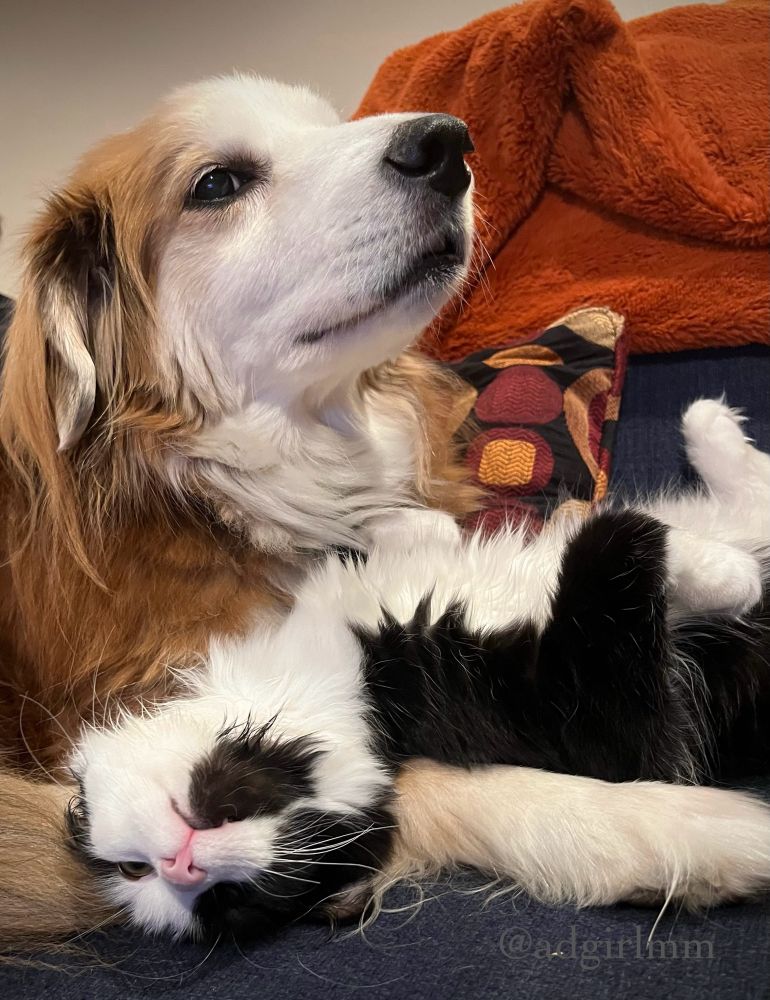 relaxed cat lying comfortably on her  her dog buddy's paws on the sofa.