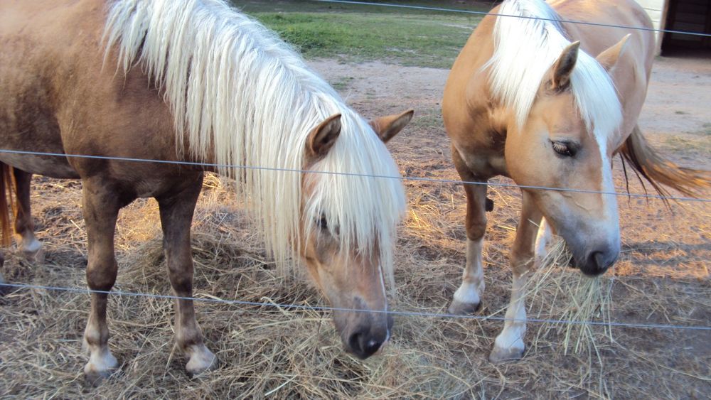 Amber and Simona, the Haflingers I used to own
