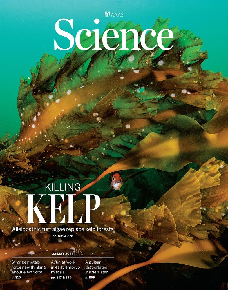 Image of the cover of Science magazine with a photo of kelp and a subtitle of “Killing Kelp: Allelopathic turf algae replace kelp forests”
