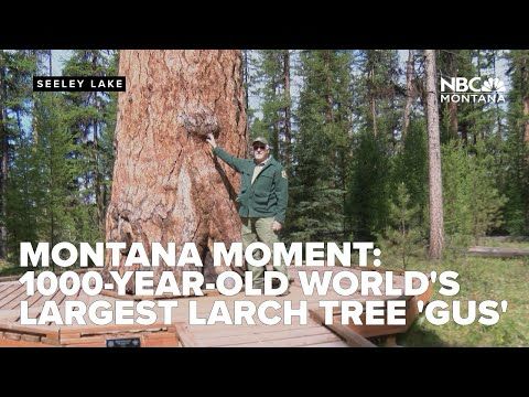 Montana Moment: Seeley Lake's 1,000-year-old Gus is world's largest Western Larch tree