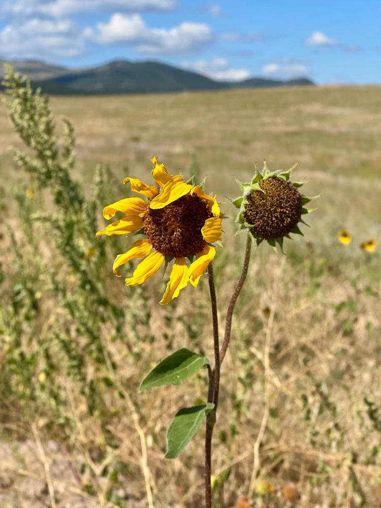 A sunflower blowing in the wind in a dry field with out-of-focus mountains in the background 