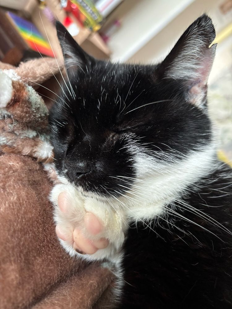 zeus, a black and white cat, is asleep on his paw 
