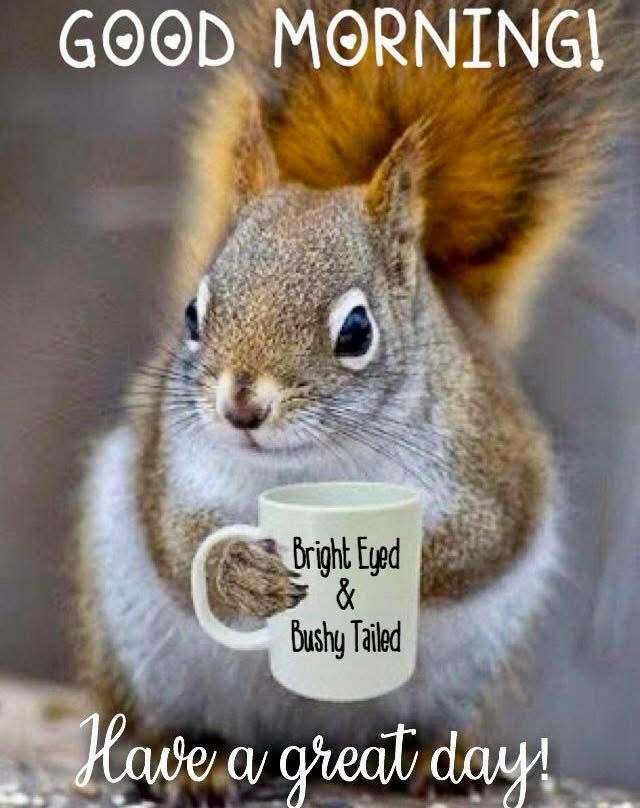 Squirrel holding a coffee cup with “bright eyed and bushy tailed” plus a greeting “have a great day”