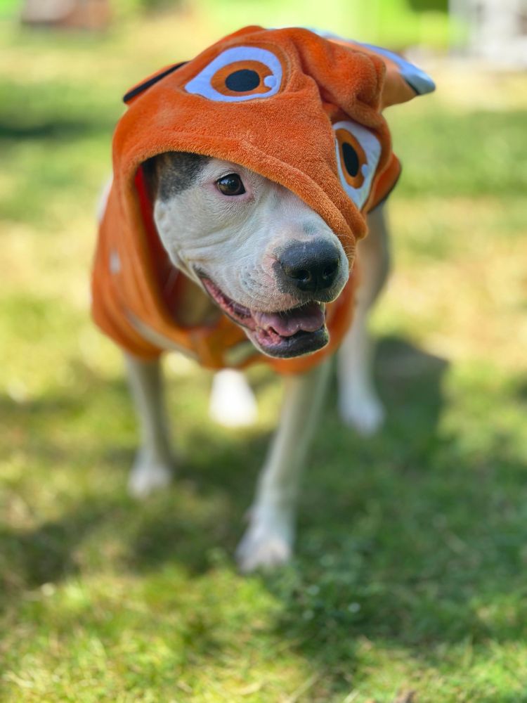 Pitbull wearing a clownfish costume 