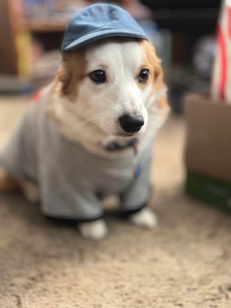 Corgi wearing a baseball cap and striped shirt 