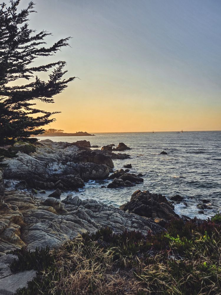 Rocks meet Pacific ocean, pine tree in left frame