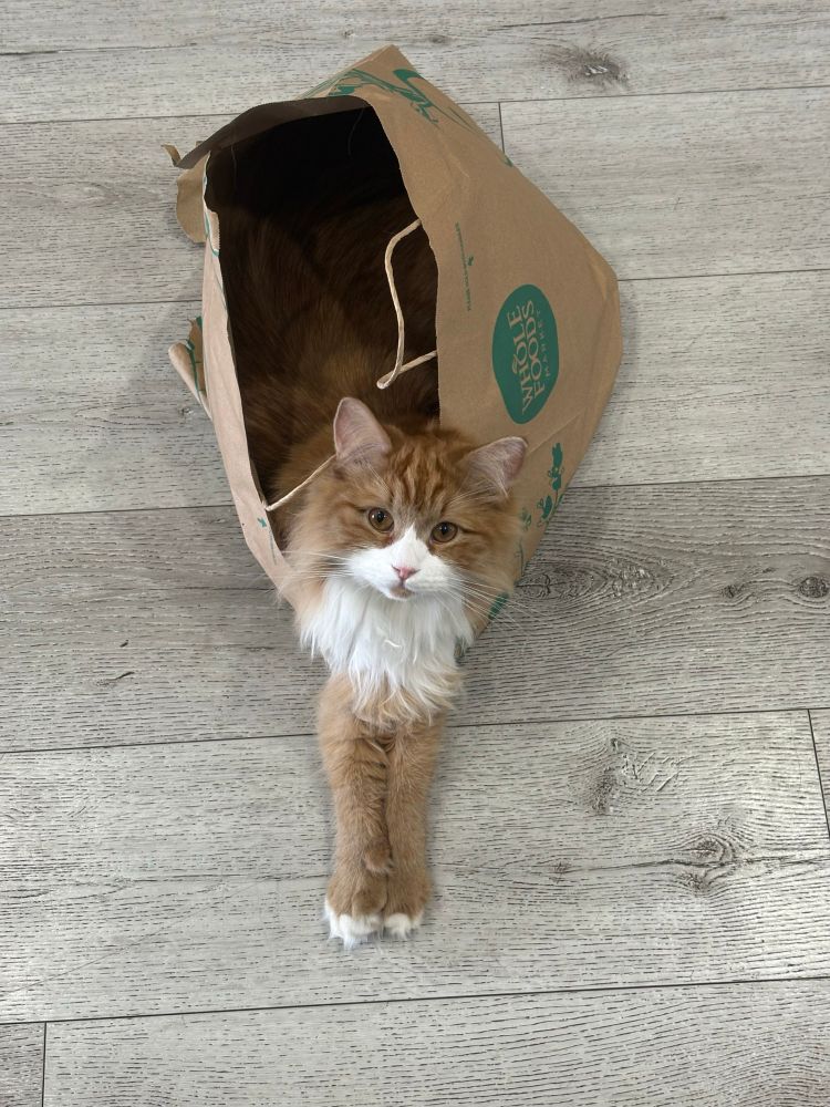Fluffy orange cat in a bag with its paws sticking out