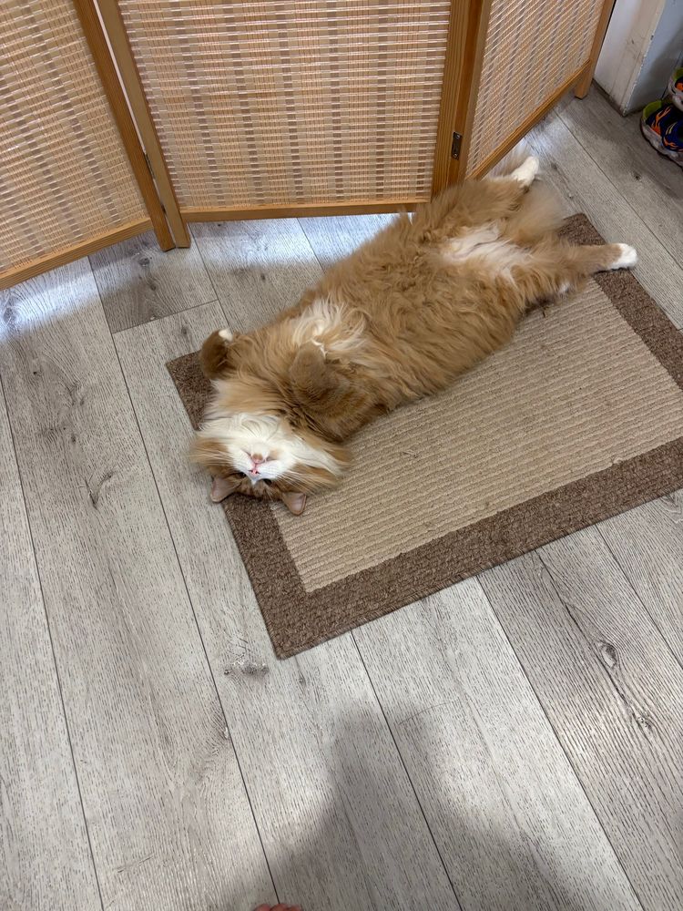 Fluffy orange cat laying on its. Can