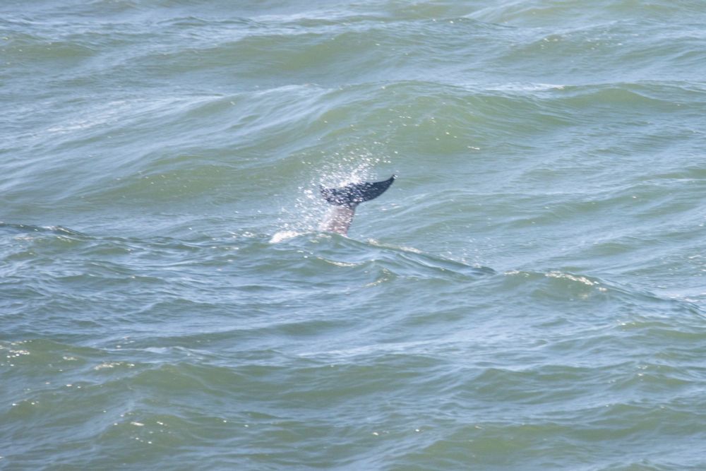 A dolphin's tail sticks out of rough water at Greyhope Bay.