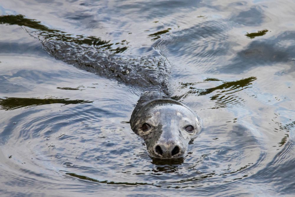 A grey seal looks up from the shadows beneath Victoria Bridge.