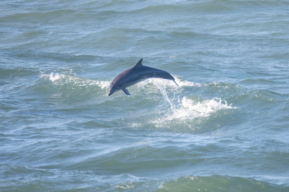 A dolphin's shadow beneath the waves at Greyhope Bay.