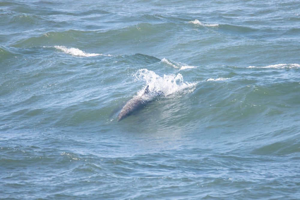 A dolphin's shadow beneath the waves at Greyhope Bay.