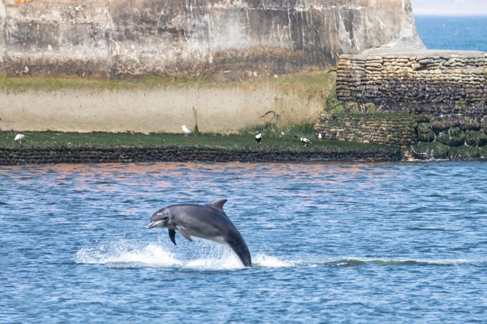 A bottlenose dolphin breaches next to North Pier as it enters Aberdeen Harbour.