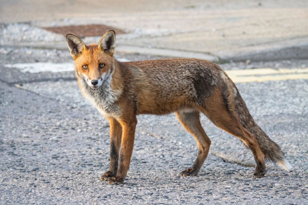 An adult fox follows its young out of their den and only the streets of Aberdeen.