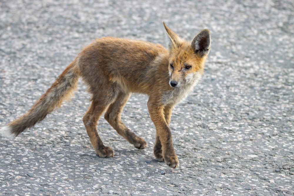 A fox cub emerges from the bushes into a quiet car park.