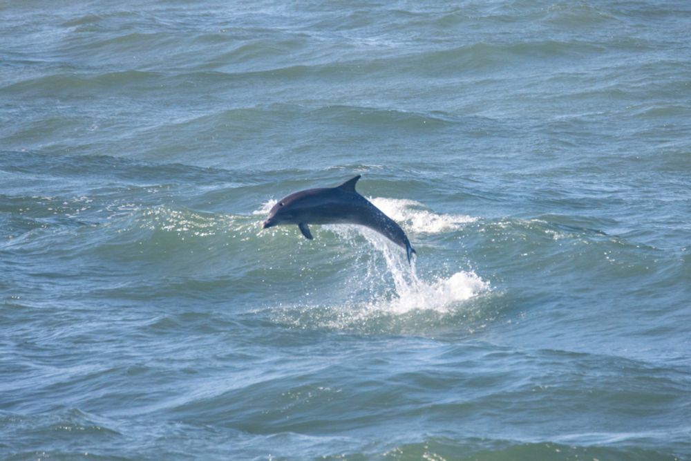 A dolphin leaps out of rough water at Greyhope Bay.