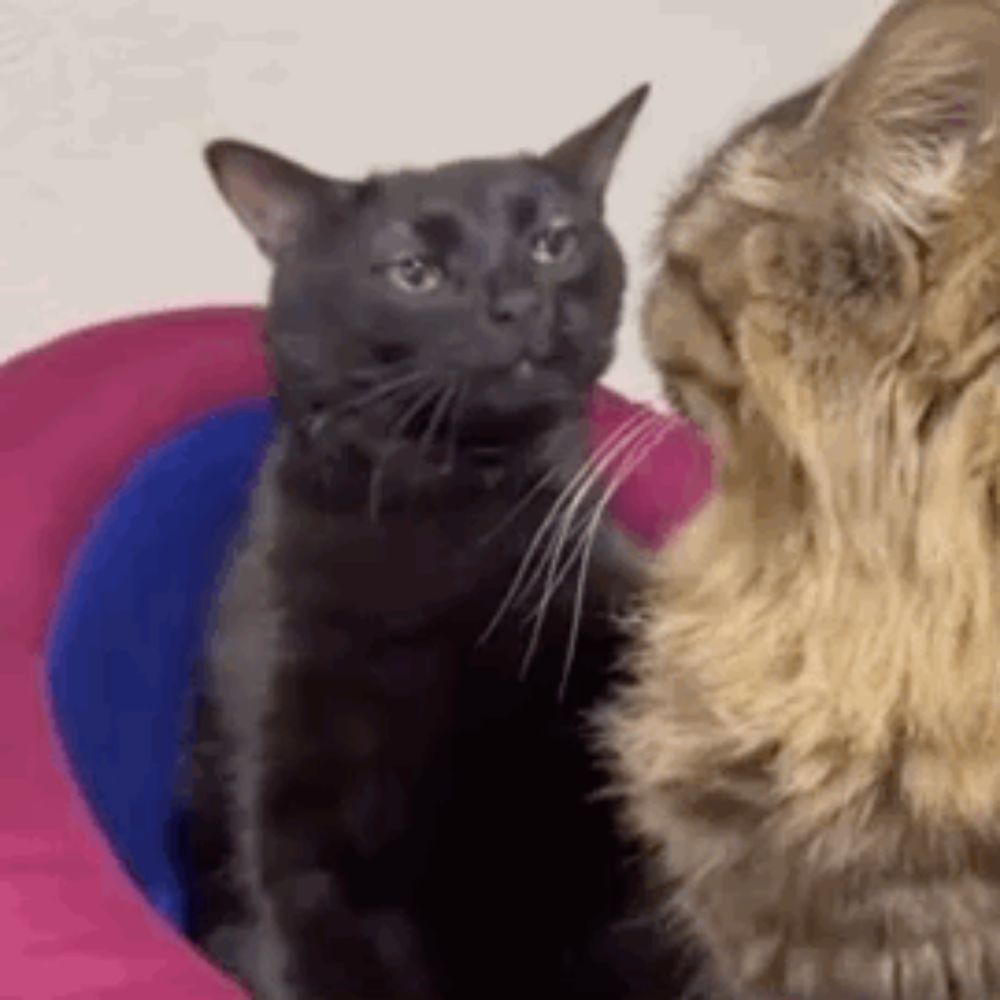 two cats are sitting next to each other on a pink and blue pillow .